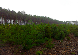 Foreste FSC